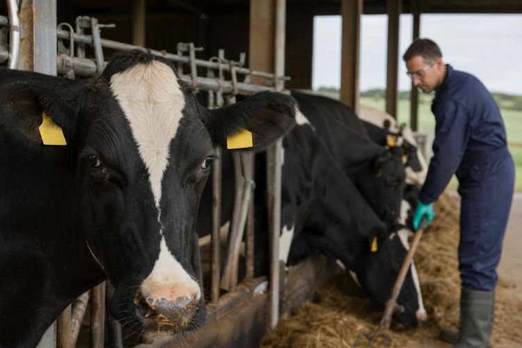 Dairy cows in a barn with a farmworker wearing protective gear