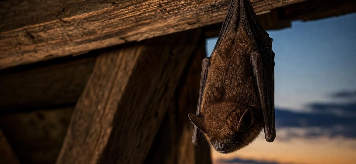 Small brown bat hanging from a wooden barn beam at dusk